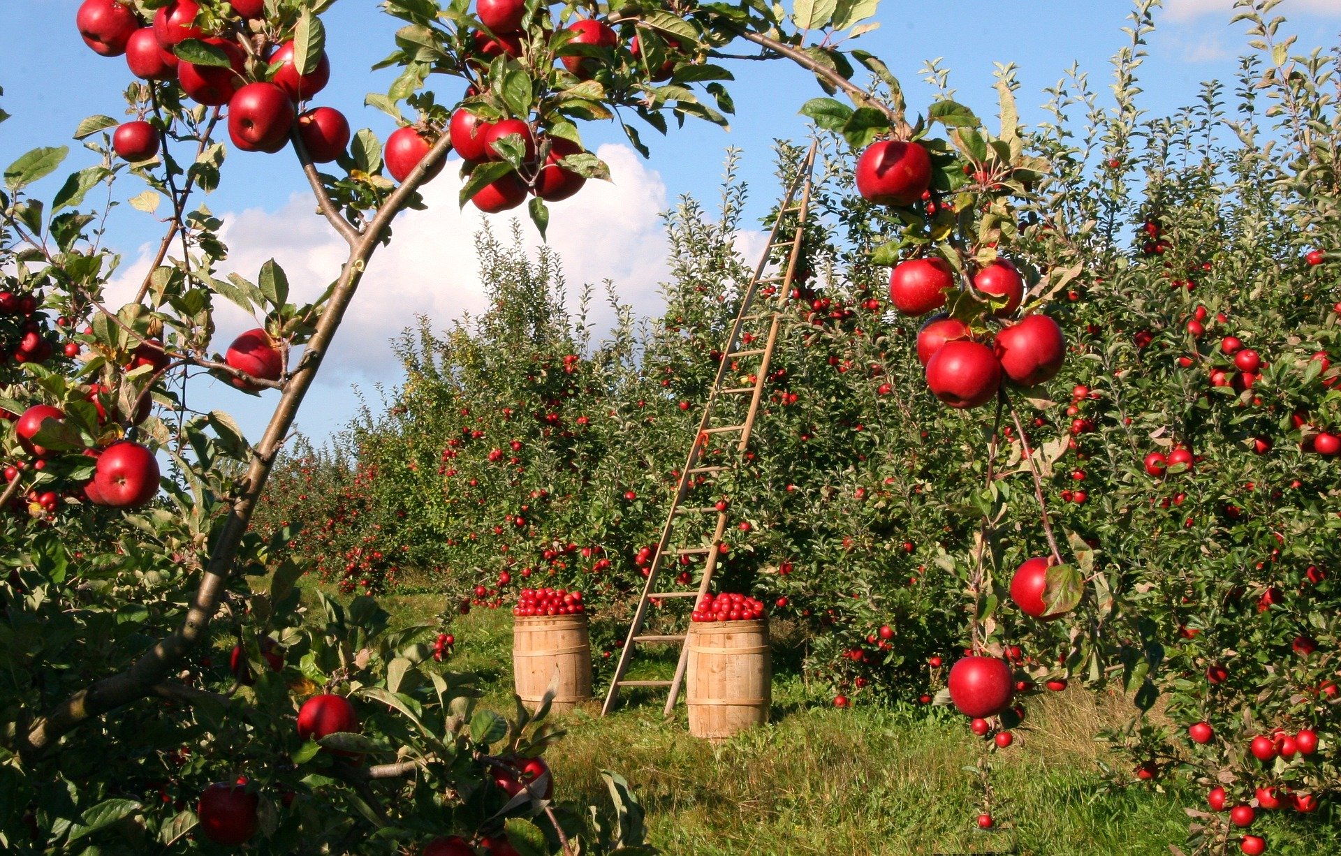 Lire la suite à propos de l’article Atelier fabrication de jus de pomme